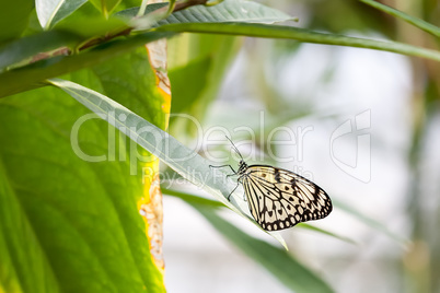 Idea Leuconoe