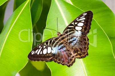 blue tiger striped butterfly