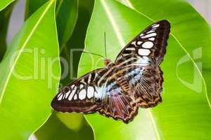 blue tiger striped butterfly