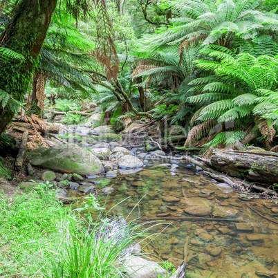 tropical Australia