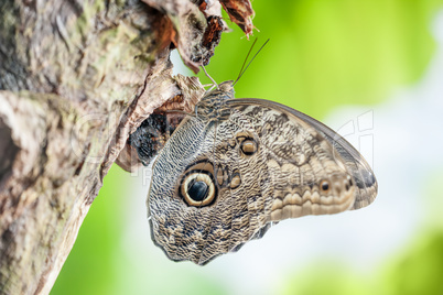 morpho peleides butterfly