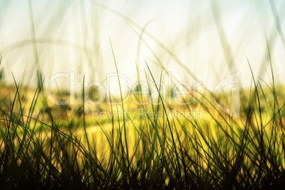 Grass Background