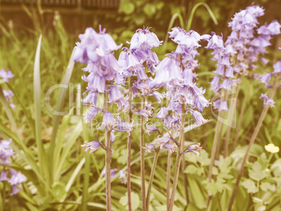 Retro looking Mertensia virginica flower