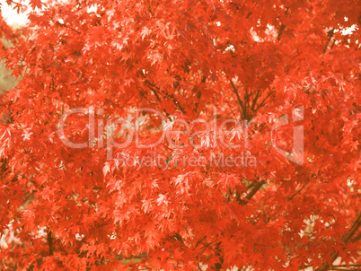 Retro looking Maple leaves
