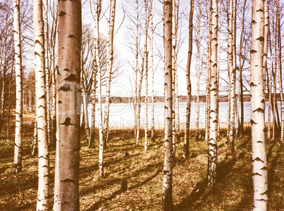 Retro looking Birch trees