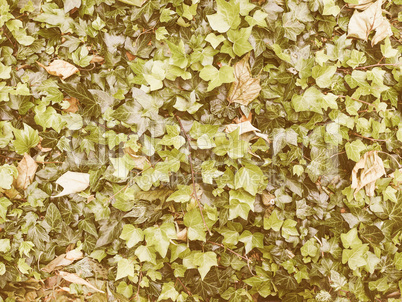 Retro looking Green ivy background