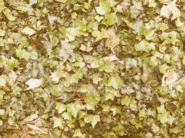Retro looking Green ivy background