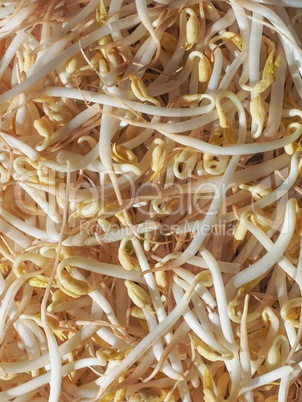 Mung bean sprouts vegetables