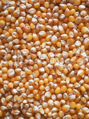 Pop corn maize