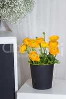 Yellow bouquet of ranunculuses in black basket