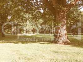 Retro looking Tree in a park