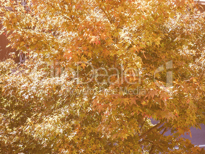 Retro looking Red maple tree