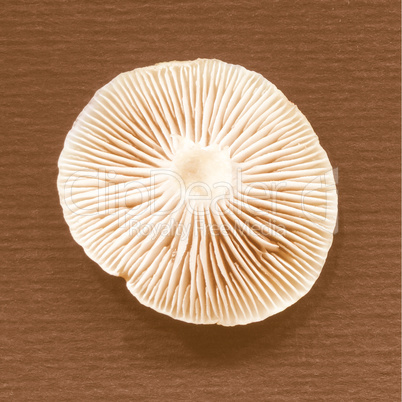 Retro looking Mushroom
