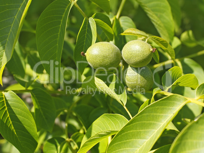 Fruits of walnut on a branch