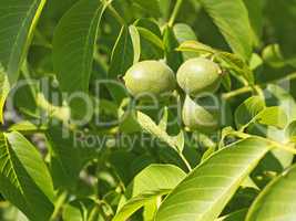 Fruits of walnut on a branch