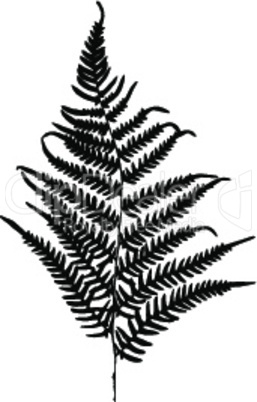 Fern silhouette. Isolated on white background