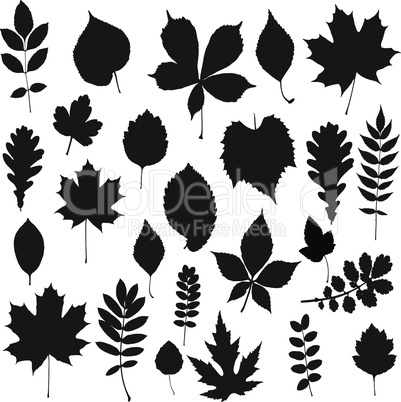 Leaf collection - vector silhouette