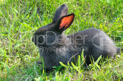 little rabbit on green grass background