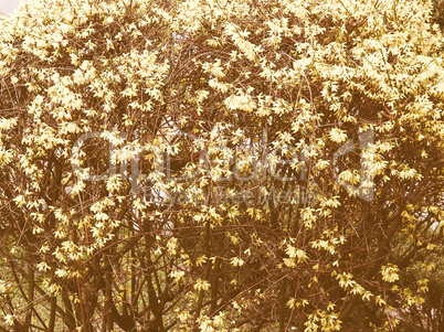 Retro looking Forsythia flowers