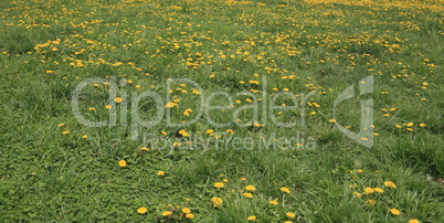 Dandelion at Spring