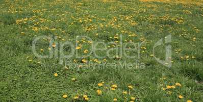 Dandelion at Spring