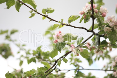 Apple Flower at Spring