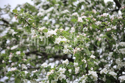 Apple Flower at Spring