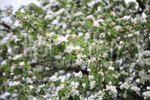 Apple Flower at Spring