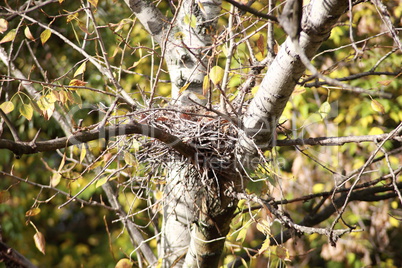 convolute nest on tree