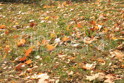 Yellow Maple Carpet at Autumn