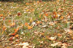 Yellow Maple Carpet at Autumn