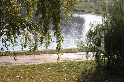 birch at autumn