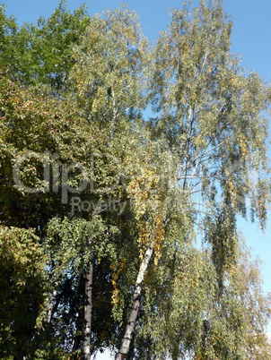 birch alley at autumn