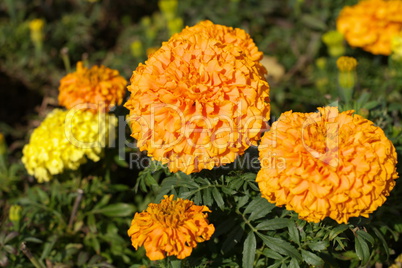 Yellow Flowers