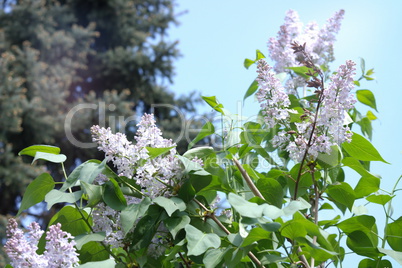 Lilac at Spring