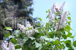 Lilac at Spring