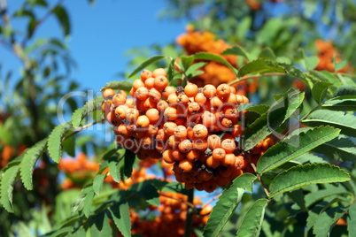 ashberry at dry sunny day