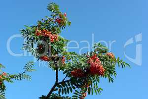 ashberry at dry sunny day