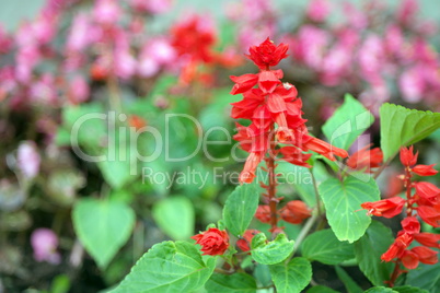 red little flowers