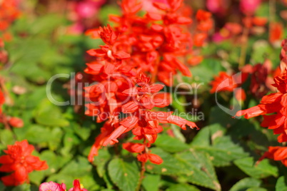 red little flowers