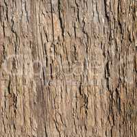 bark old tree. wood texture