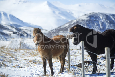 Portrait of a herd of Icelandic horses