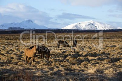 Portrait of a herd of Icelandic horses