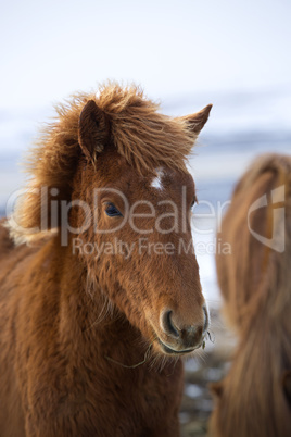 Portrait of a young brown Icelandic foal