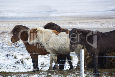 Herd of Icelandic horses in wintertime