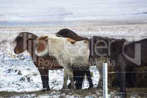 Herd of Icelandic horses in wintertime