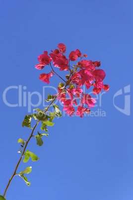 Red Flowers and Sky