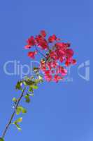 Red Flowers and Sky