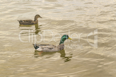 Two Ducks Swimming at the River