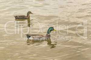 Two Ducks Swimming at the River